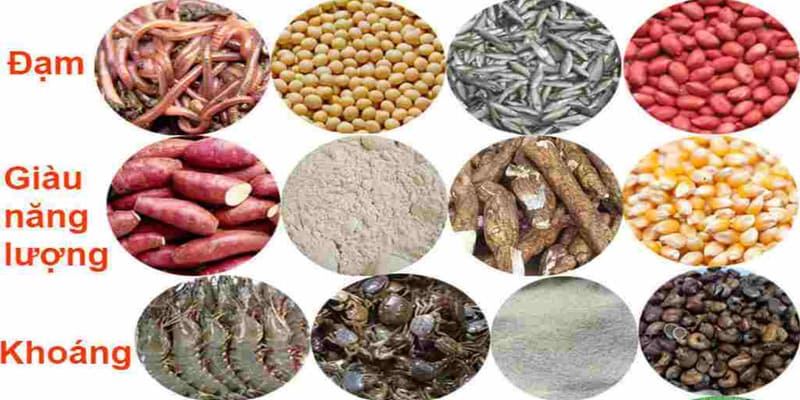 Tìm hiểu các loại mồi cho gà đá để bổ sung đúng cách